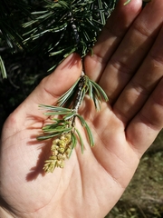Pinus quadrifolia