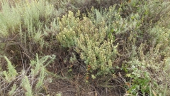 Castilleja grisea