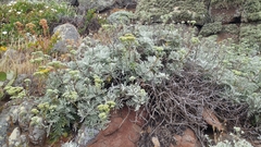 Constancea nevinii