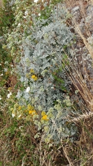 Constancea nevinii