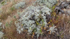 Constancea nevinii
