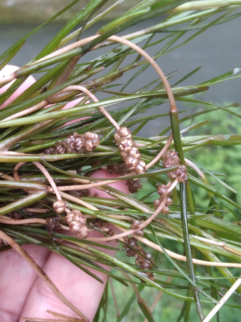 nevada pondweed
