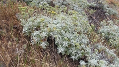 Constancea nevinii