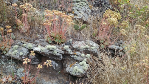 Dudleya virens