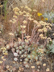Dudleya virens virens