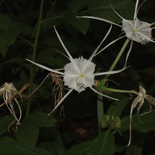 Northern spiderlily (Hymenocallis occidentalis)