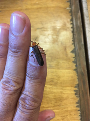 Pacificanthia consors