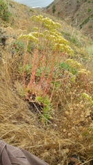 Dudleya virens virens