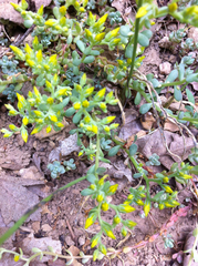 Sedum debile