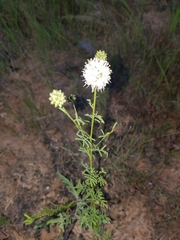 Dalea multiflora