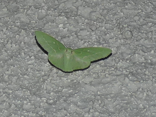 Thetidia smaragdaria