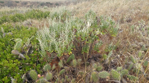 Image of Hazardia cana by (c) Casey H. Richart, some rights reserved (CC BY)