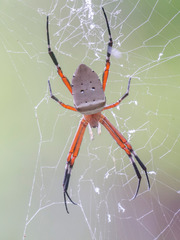 Argiope ocula