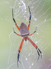 Argiope ocula