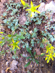 Sedum debile