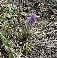 Veronica wyomingensis