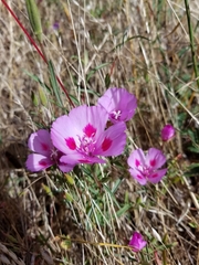 Clarkia amoena amoena