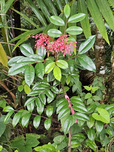 Image of Simarouba Tulae (Simarouba tulae) by (c) ritirene, some rights reserved (CC BY)