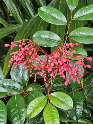 Image of Simarouba Tulae (Simarouba tulae) by (c) ritirene, some rights reserved (CC BY)