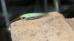 Panchlora nivea