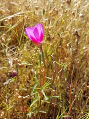 Clarkia gracilis sonomensis
