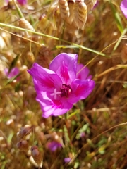 Clarkia gracilis sonomensis