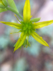Sedum debile