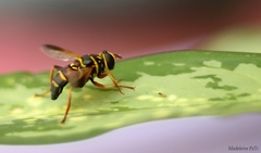 Meromacrus gloriosus