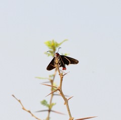 Mysoria affinis