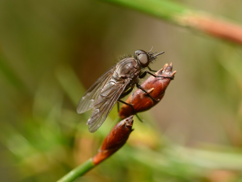 Arthroteles