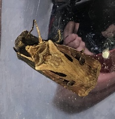 Agrotis vancouverensis
