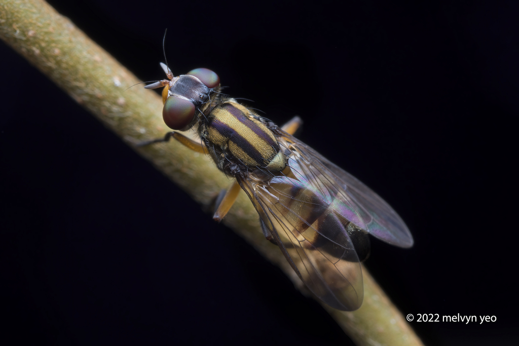 Plagiostenopterina hebes