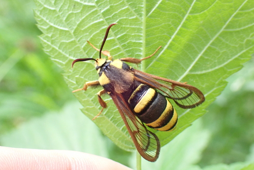 Sesia apiformis