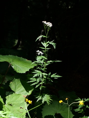 Achillea macrophylla, photograph (c) Wolfgang Jauch, some rights reserved (CC BY)