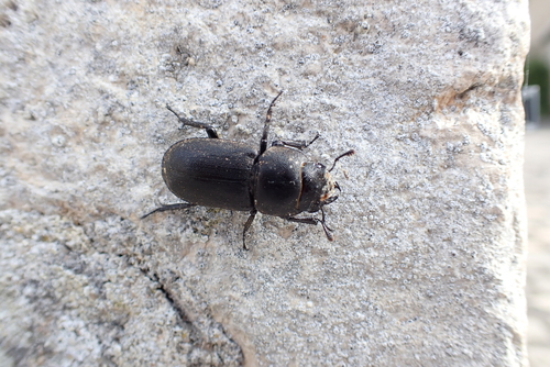 Dorcus parallelipipedus
