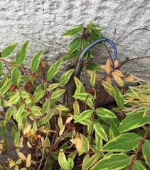 Plestiodon finitimus