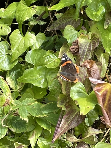 Vanessa atalanta