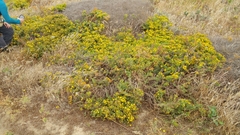 Deinandra clementina