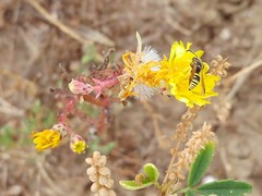 Malacothrix foliosa foliosa
