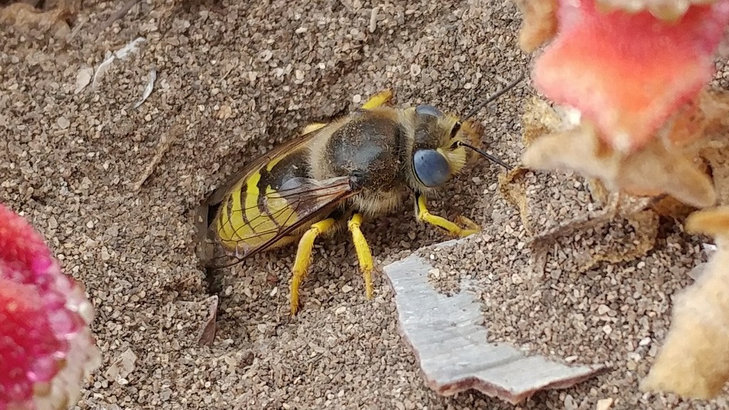 American Sand Wasp