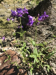 Penstemon serrulatus