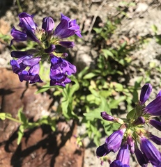 Penstemon serrulatus
