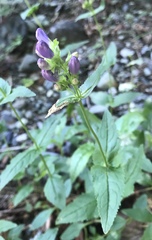 Penstemon serrulatus