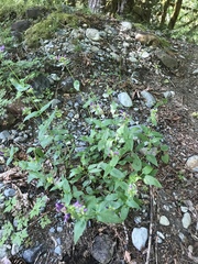 Penstemon serrulatus