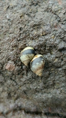Littorininae