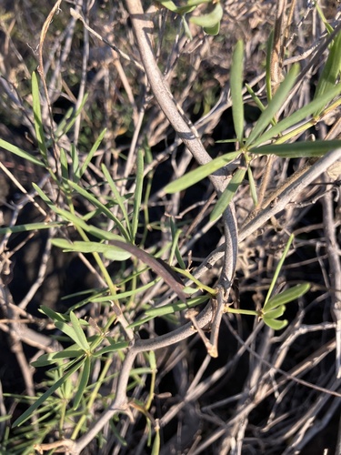 Image of Asparagus natalensis by no rights reserved