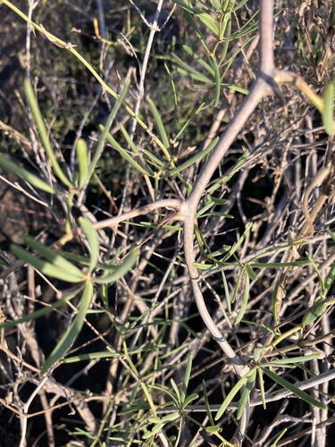 Image of Asparagus natalensis by no rights reserved