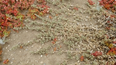 Atriplex watsonii