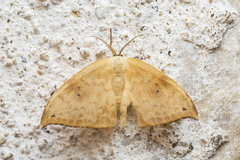 Drepanidae