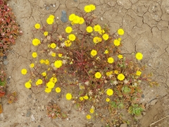 Malacothrix foliosa foliosa